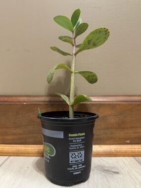 Kalanchoe luciae - Aka FlapJack Succulent